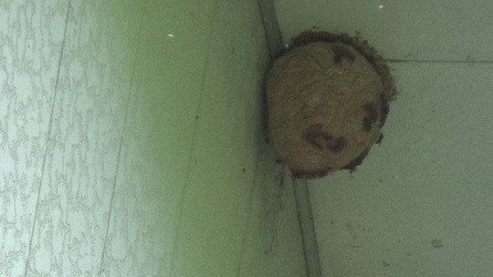 体育館の軒下のスズメバチの巣