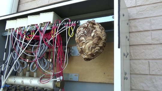 田村市でコガタスズメバチ駆除の現場