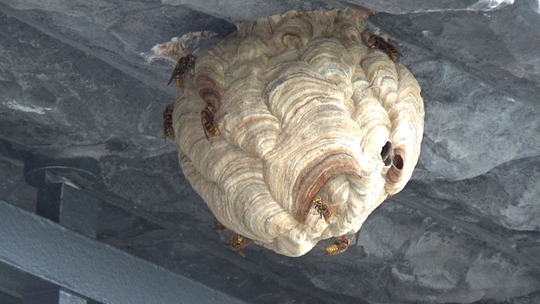 福島県北塩原村で軒下に作ったスズメバチの巣