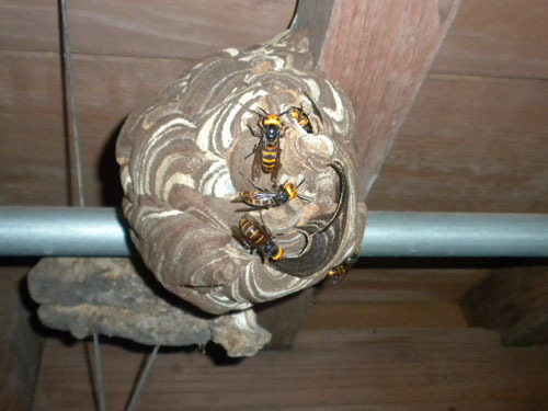 順調に大きくなっているコガタスズメバチの巣