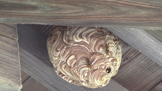 軒下のキイロスズメバチの巣