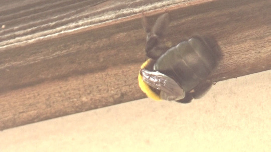 軒先を齧るクマバチ