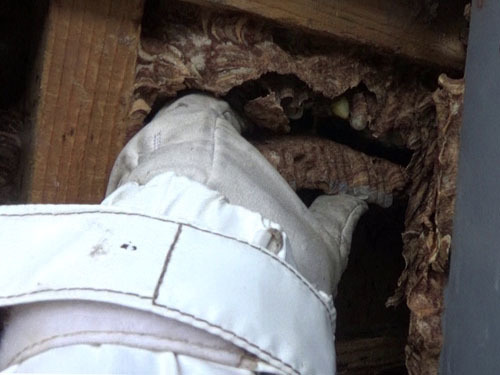 スズメバチの巣を一層づつ取り出す（田村市）