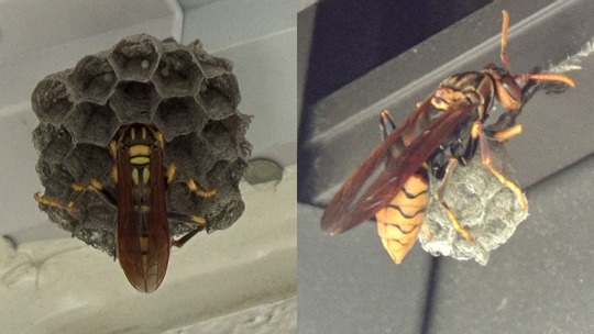 アシナガバチの女王蜂と巣（郡山市）