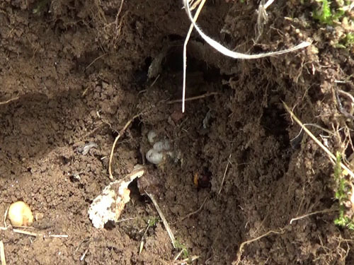 土の中のスズメバチの巣（福島市）