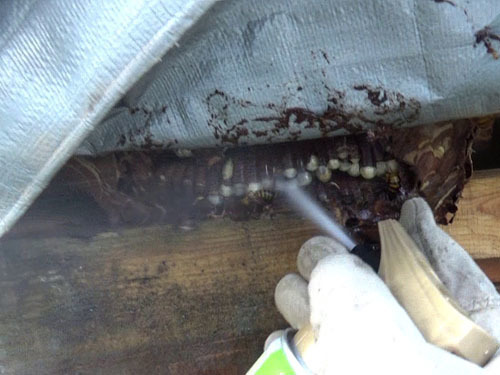 スズメバチの巣に殺虫剤を噴射（須賀川市）