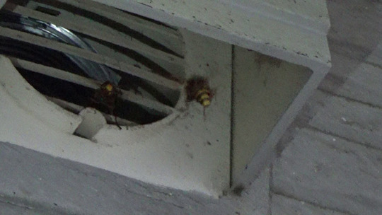 郡山市でモンスズメバチ駆除の現場