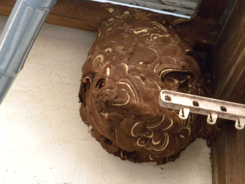 スズメバチの巣は軒下に