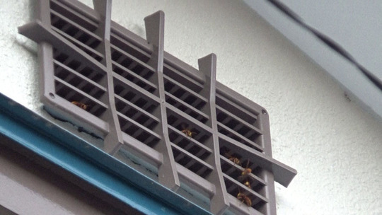 ２階の通気口から出入りするスズメバチ