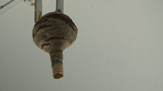 コガタスズメバチの初期巣（郡山市）