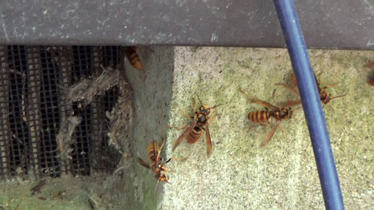 郡山市でキイロスズメバチ駆除の現場