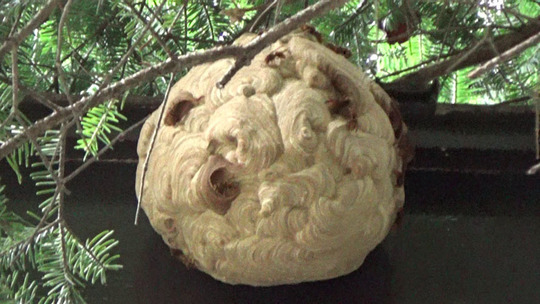 ２階の軒下のキイロスズメバチの巣