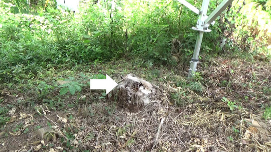 スズメバチが出入りする切り株