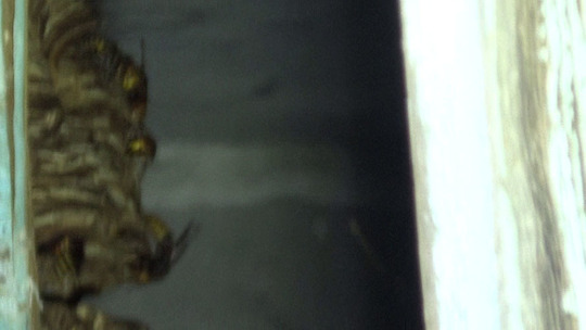 倉庫の中に作ったモンスズメバチの巣（郡山市）