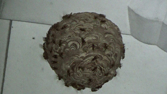 土蔵の軒下のキイロスズメバチの巣