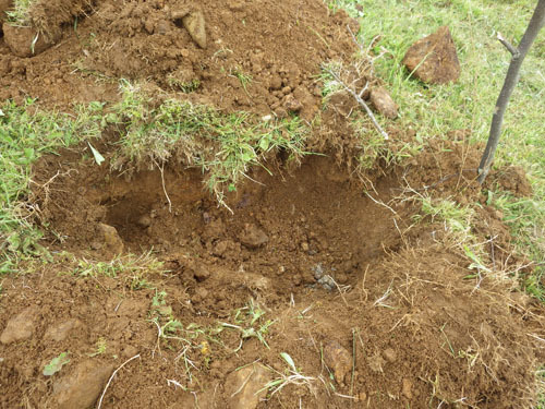 モンスズメバチの巣への出入り口から巣までの距離（天栄村）