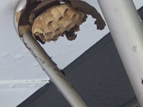 撤去作業中のコガタスズメバチの巣（郡山市）