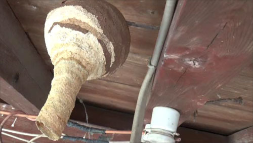 福島県矢吹町で逆とっくり型のコガタスズメバチの巣