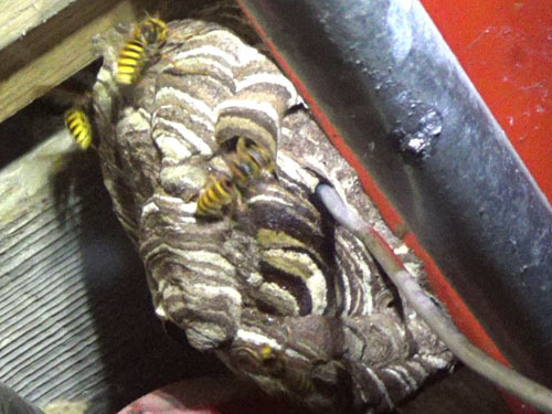 キイロスズメバチの巣（西郷村）