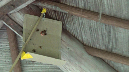 スズメバチ駆除-三春町役場から駆除要請された蜂の巣駆除後の戻り蜂対策