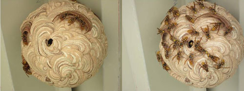 キイロスズメバチの警戒態勢の推移