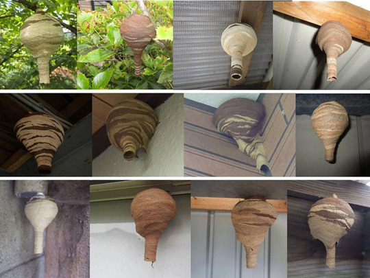 コガタスズメバチのさまざまな初期巣