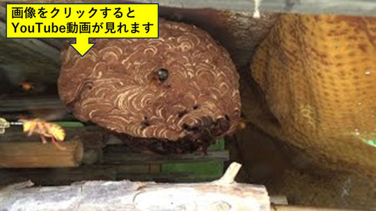 二本松市で廃車の中にキイロスズメバチの巣