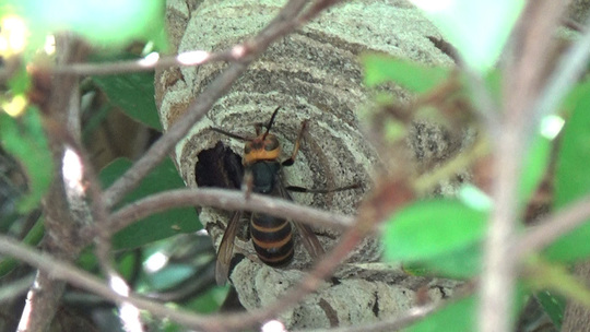 郡山市でコガタスズメバチ駆除の現場