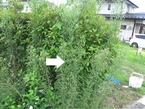 生垣に作ったコガタスズメバチの巣が見えない