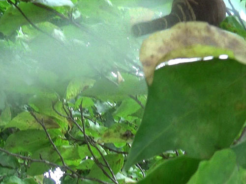 スズメバチの巣の巣穴から殺虫剤を注入（川俣町）