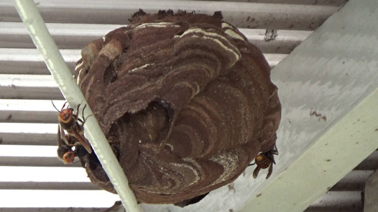 郡山市でコガタスズメバチ駆除の現場