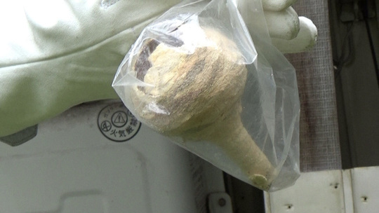 スズメバチ駆除-本宮市で逆トックリ型の駆除法