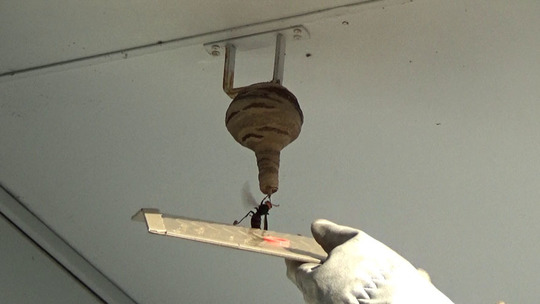 女王蜂を粘着板で捕虫（郡山市）