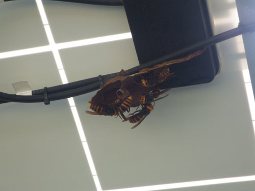 コガタスズメバチの小さな巣（猪苗代町）