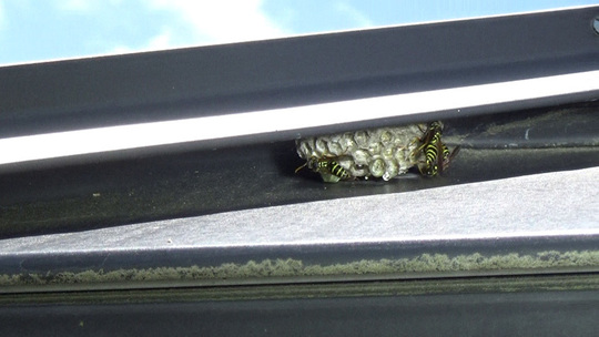 ハチ駆除-郡山市で予想外の場所にアシナガバチの巣