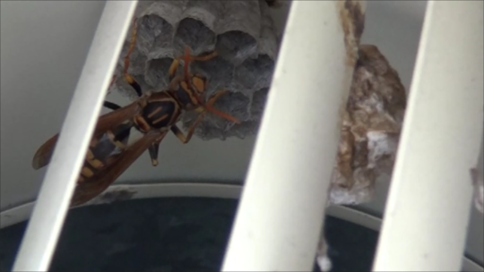 福島県石川町で換気口の中に作ったアシナガバチの巣