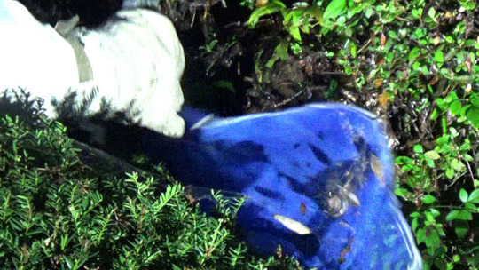 コガタスズメバチの巣の撤去作業（郡山市）