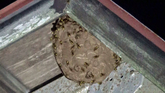 階段の踊り場の天井に作ったキイロスズメバチの巣