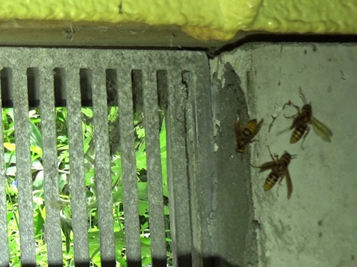 床下キイロのスズメバチ（本宮市）