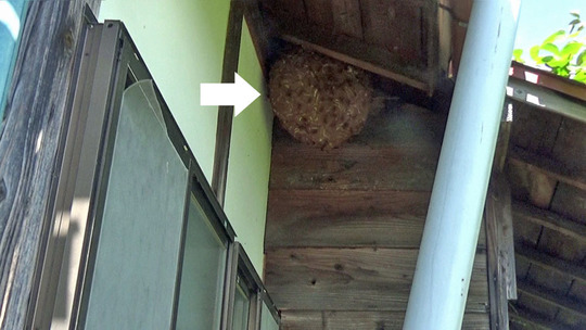 会津若松市で軒下のスズメバチの巣駆除の現場