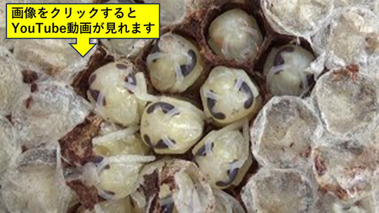 スズメバチ・蜂の巣を福島の農学博士が駆除｜蜂駆除ルイワン