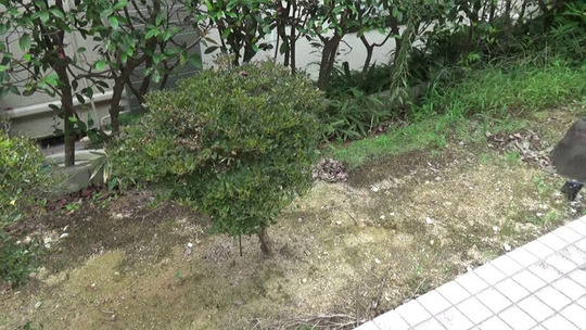 スズメバチの巣がある庭木（郡山市）