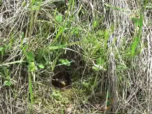 スズメバチの巣への出入り口（福島市）