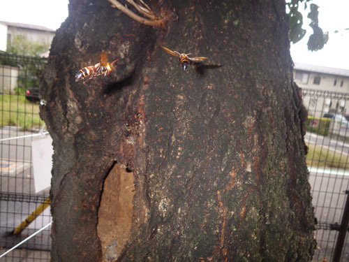 スズメバチの巣は樹洞に