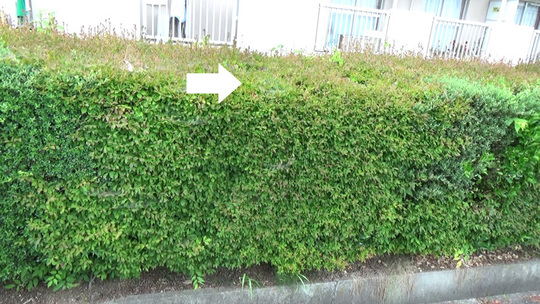 白河市で生垣に埋没したスズメバチの巣の概要