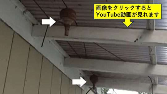 軒下に並ぶ新旧の逆とっくり型の巣