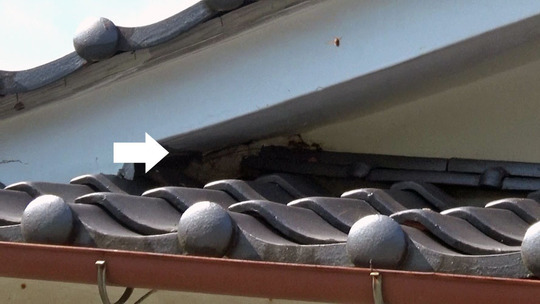 田村市でスズメバチ駆除の現場