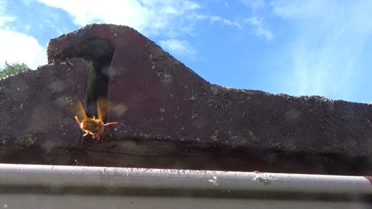 田村市でスズメバチ駆除