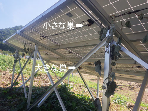 スズメバチの小さな巣と大きな巣（猪苗代町）