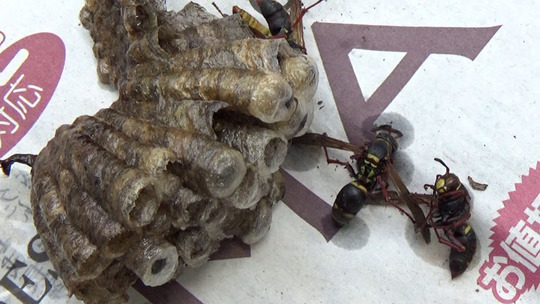ハチ駆除-白河市でアシナガバチ駆除-撤去した巣